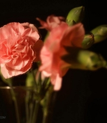 康乃馨花的图片，近距离下的清新康乃馨花好看图片组图10