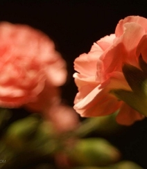 康乃馨花的图片，近距离下的清新康乃馨花好看图片组图11