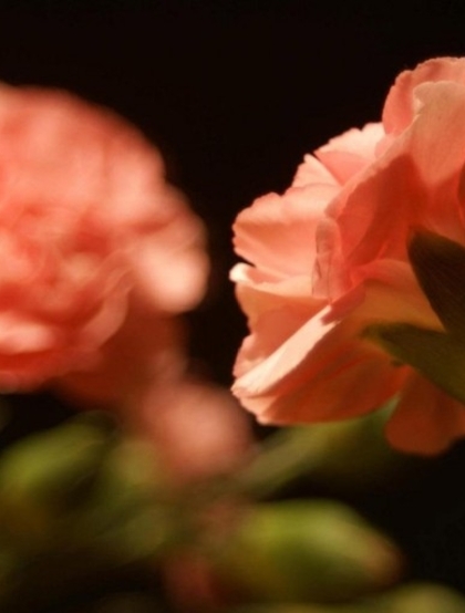康乃馨花的图片，近距离下的清新康乃馨花好看图片