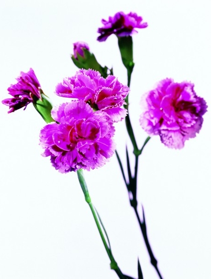 好看的康乃馨花朵图片，康乃馨送给什么人好呢？