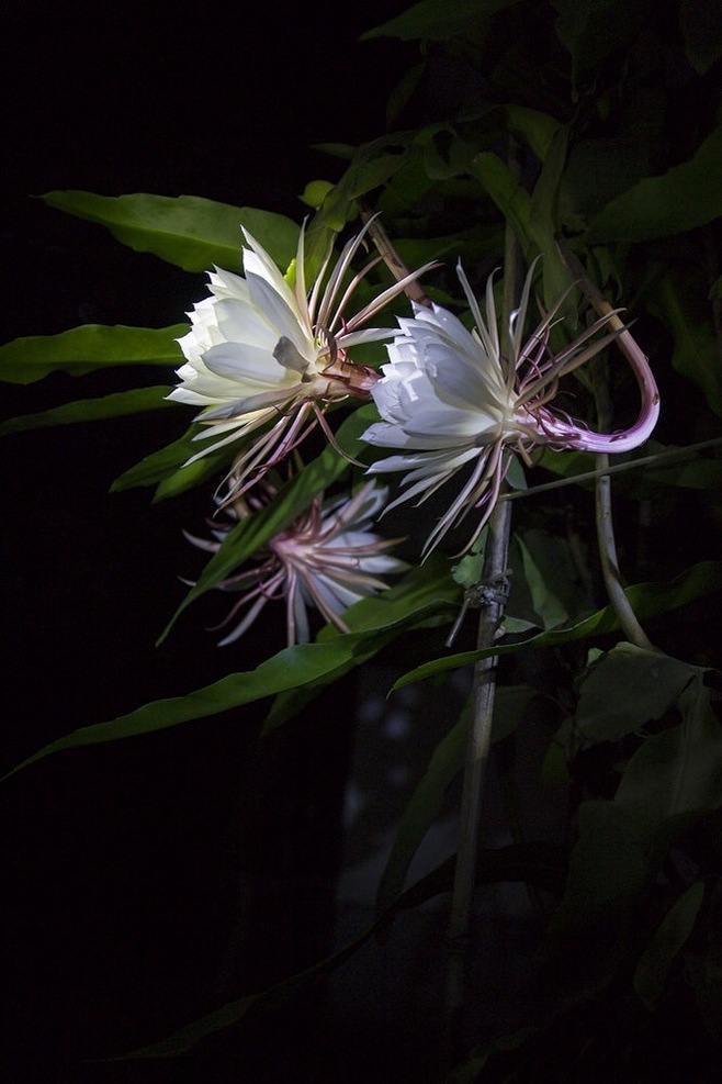 昙花图片，昙花花语是什么？清新白色昙花的图片欣赏图片