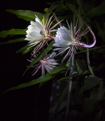 昙花图片，昙花花语是什么？清新白色昙花的图片欣赏组图2