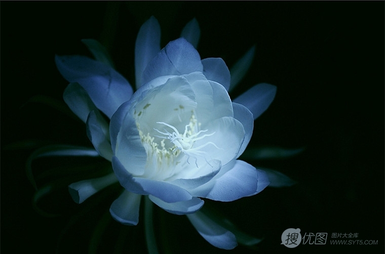 夜间开放的昙花图片，昙花一现所开放出来的绝世芳华图片