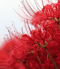 彼岸花图片，红色的彼岸花（曼珠沙华）高清图片集组图1