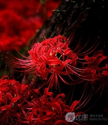 彼岸花图片，红色的彼岸花（曼珠沙华）高清图片集组图3