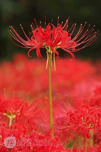 彼岸花图片，红色的彼岸花（曼珠沙华）高清图片集图片