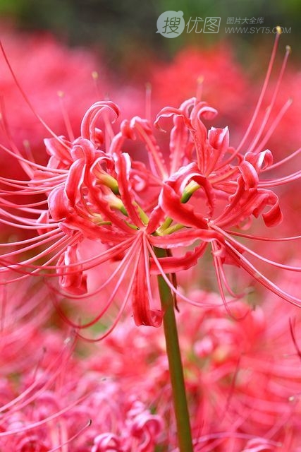 彼岸花图片，红色的彼岸花（曼珠沙华）高清图片集图片