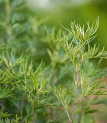 艾草高清图片 野生艾草的功效和图片分享组图4