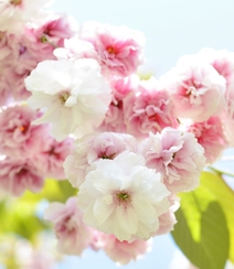 樱花图片，盛开的浪漫樱花花朵好看唯美图片组图1