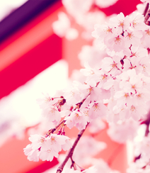 樱花图片，盛开的浪漫樱花花朵好看唯美图片组图2