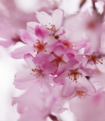 樱花图片，盛开的浪漫樱花花朵好看唯美图片组图4