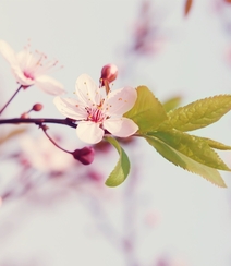 樱花图片，盛开的浪漫樱花花朵好看唯美图片