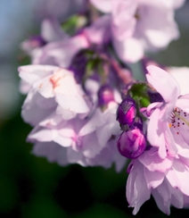 樱花图片，盛开的浪漫樱花花朵好看唯美图片组图5