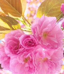 樱花图片，盛开的浪漫樱花花朵好看唯美图片组图7