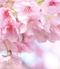 樱花图片，盛开的浪漫樱花花朵好看唯美图片组图8