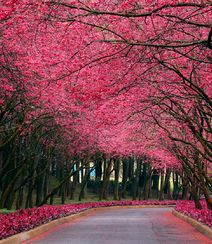 樱花树图片，如童话般的樱花树林唯美高清图片