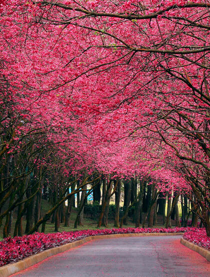 樱花树图片，如童话般的樱花树林唯美高清图片