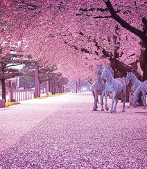 樱花树图片，如童话般的樱花树林唯美高清图片组图3