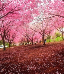 樱花树图片，如童话般的樱花树林唯美高清图片组图4