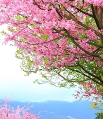 樱花树图片，如童话般的樱花树林唯美高清图片组图5