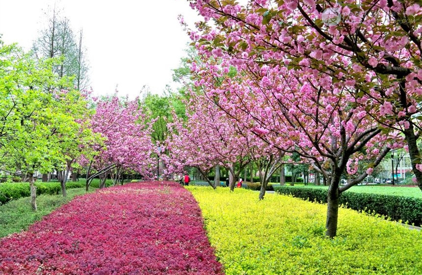 樱花树图片，如童话般的樱花树林唯美高清图片图片