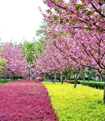 樱花树图片，如童话般的樱花树林唯美高清图片组图6