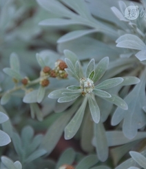 芙蓉菊高清图片集，天然民间草本草药芙蓉菊植物图片组图3