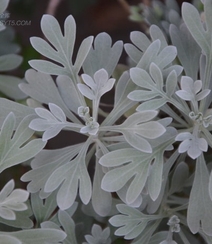 芙蓉菊高清图片集，天然民间草本草药芙蓉菊植物图片组图2