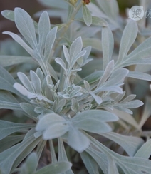 芙蓉菊高清图片集，天然民间草本草药芙蓉菊植物图片组图4