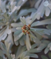 芙蓉菊高清图片集，天然民间草本草药芙蓉菊植物图片组图8