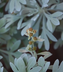 芙蓉菊高清图片集，天然民间草本草药芙蓉菊植物图片组图9