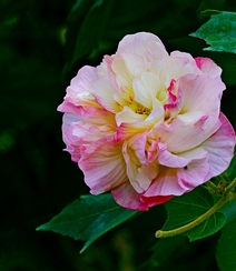 芙蓉花图片，盛开在树枝上的芙蓉花开高清图片集组图4