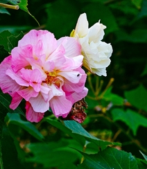 芙蓉花图片，盛开在树枝上的芙蓉花开高清图片集组图5