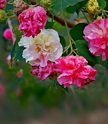 芙蓉花图片，盛开在树枝上的芙蓉花开高清图片集组图13