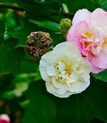 芙蓉花图片，盛开在树枝上的芙蓉花开高清图片集组图15