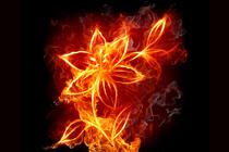 燃烧的火焰花，火焰掌，火焰字母等创意好看桌面壁纸图片