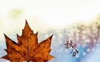 又是一年秋分时，唯美枫叶背景为主的秋分主题桌面壁纸组图2