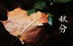 又是一年秋分时，唯美枫叶背景为主的秋分主题桌面壁纸组图4