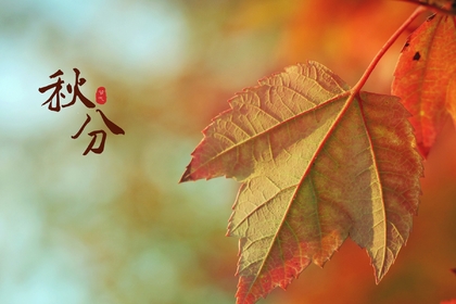 又是一年秋分时，唯美枫叶背景为主的秋分主题桌面壁纸