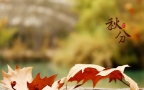 又是一年秋分时，唯美枫叶背景为主的秋分主题桌面壁纸组图8