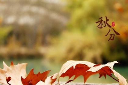 又是一年秋分时，唯美枫叶背景为主的秋分主题桌面壁纸