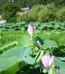 荷花池唯美图片，美丽的莲花正悄悄的绽放它的美组图3