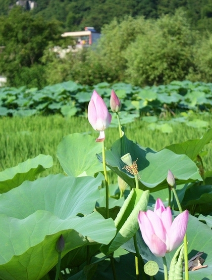 荷花池唯美图片，美丽的莲花正悄悄的绽放它的美