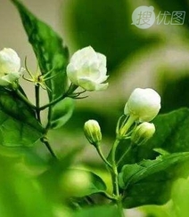 白色的茉莉花好看图片，茉莉花的香轻轻的淡而不散组图4