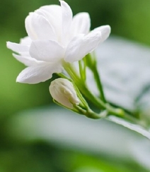 白色的茉莉花好看图片，茉莉花的香轻轻的淡而不散