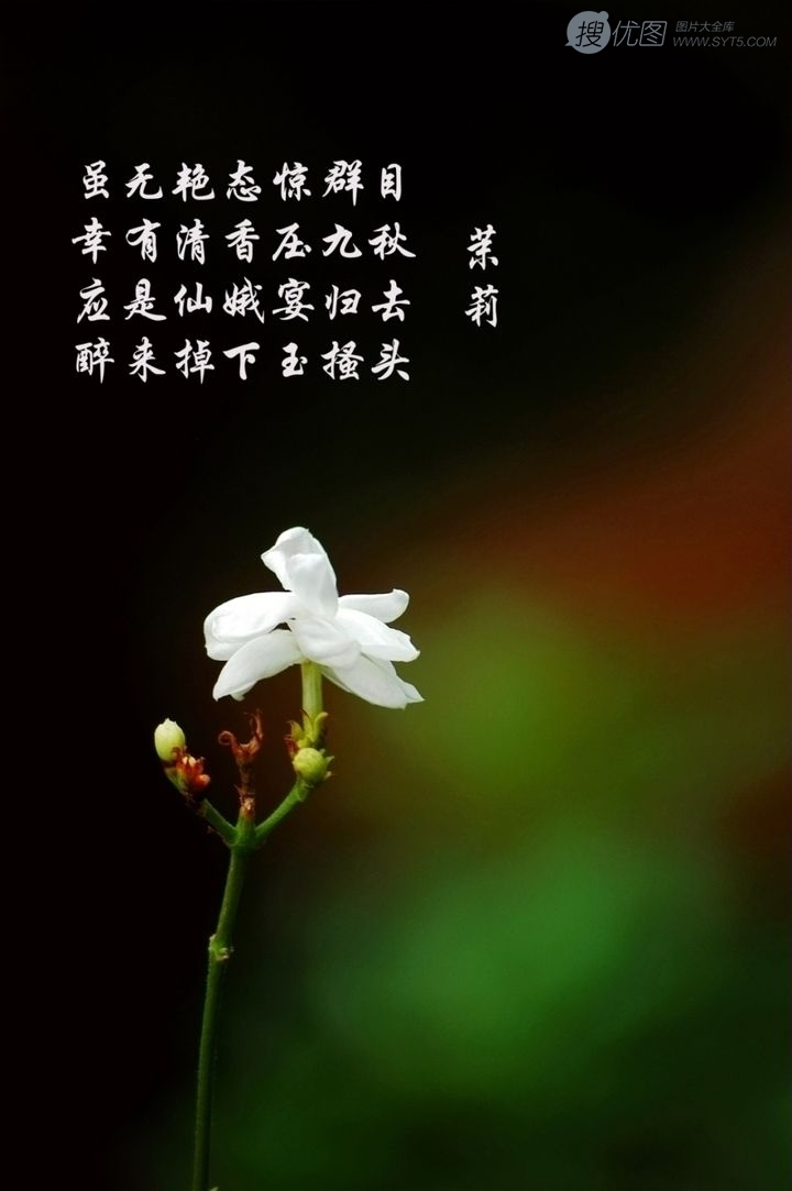 清新的茉莉花图片，就如同它的花语给人清纯、纯洁、质朴的感觉图片