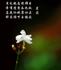 清新的茉莉花图片，就如同它的花语给人清纯、纯洁、质朴的感觉