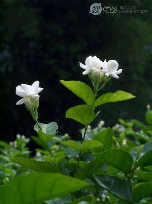 清新的茉莉花图片，就如同它的花语给人清纯、纯洁、质朴的感觉图片