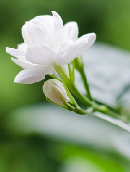 清新的茉莉花图片，就如同它的花语给人清纯、纯洁、质朴的感觉