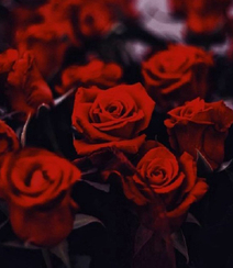 娇艳欲滴的玫瑰花，红色的玫瑰花唯美摄影图片